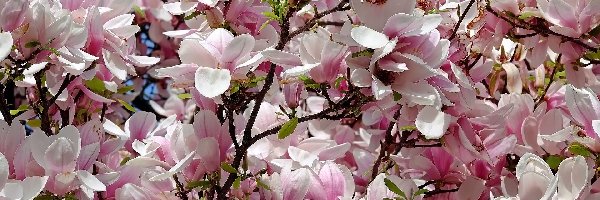 Magnolie, Gałązki, Kwiaty, Biało-różowe