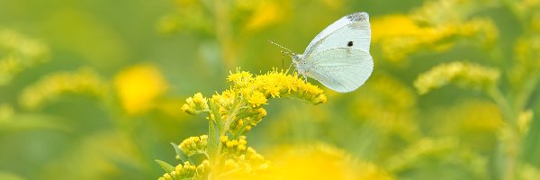 Roślina, Bielinek kapustnik, Żółta, Nawłoć, Motyl, Biały