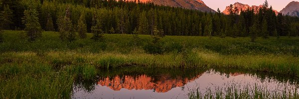 Góry, Prowincja Alberta, Odbicie, Szuwary, Kananskis, Staw, Drzewa, Kanada