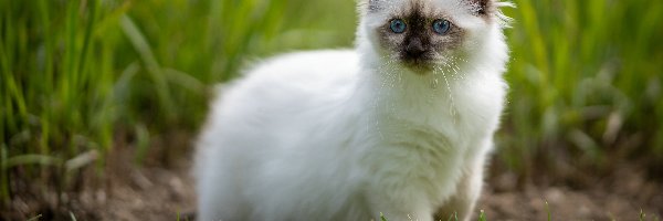 Puszysty, Niebieskie, Kot ragdoll, Trawa, Oczy