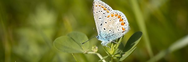 Listki, Modraszek ikar, Motyl