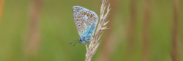 Motyl, Trawa, Samiec, Modraszek ikar