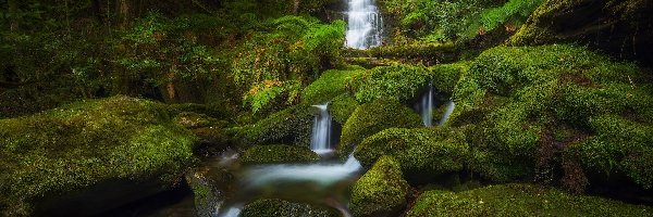 Wodospad, Omszone, Australia, Tasmania, Kamienie, Kaskada, Bastion Cascades, Las