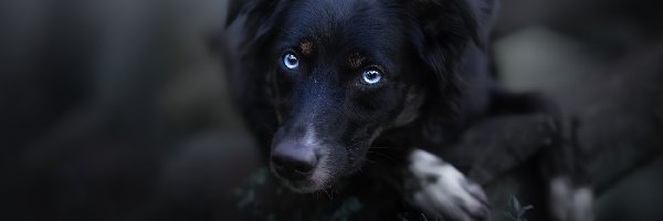 Czarny, Owczarek australijski, Pies, Oczy, Niebieskie