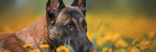 Owczarek belgijski Malinois, Mordka, Pies