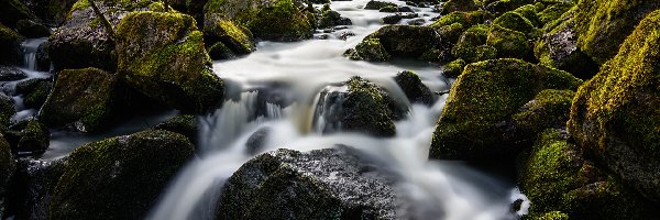 Potok, Omszone, Rzeka, Las, Kamienie