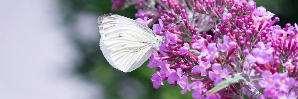 Budleja, Bielinek kapustnik, Motyl, Kwiaty