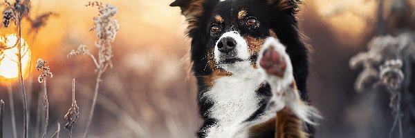 Trawy, Border collie, Pies