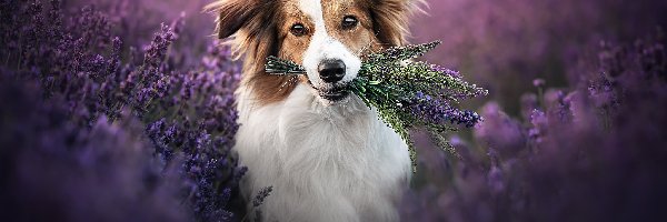 Pies, Lawenda, Border collie, Kwiaty