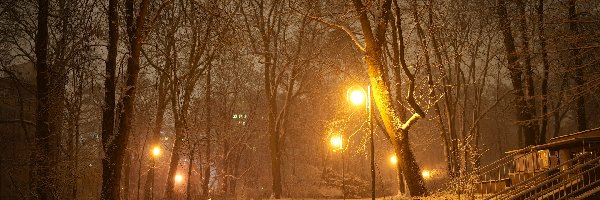 Zima, Noc, Park, Drzewa, Latarnie