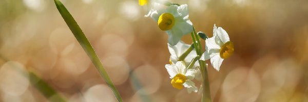 Bokeh, Listki, Narcyzy wielokwiatowe