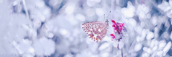 Motyl, Kwiat, Modraszek ikar, Przebarwienia, Efekt