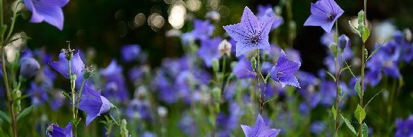 Kwiaty, Listki, Niebieskie, Rozwar wielkokwiatowy, Dzwonki