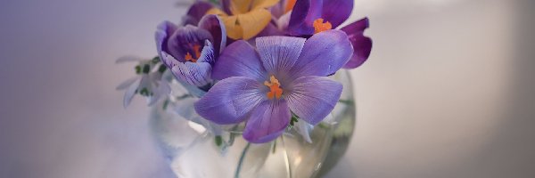Kwiaty, Wazonik, Wiosna, Krokusy