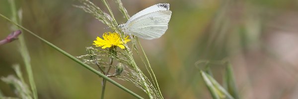 Bielinek rzepnik, Trawa, Kwiat, Motyl