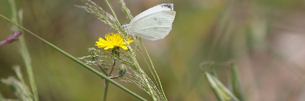 Bielinek rzepnik, Trawa, Kwiat, Motyl