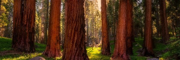 Kalifornia, Sekwoje, Park Narodowy Sekwoi, Stany Zjednoczone, Drzewa, Las