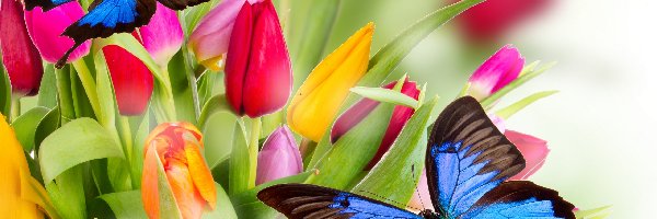 Kwiaty, Tulipany, Kolorowe, 2D, Motyle