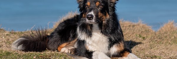 Border collie, Morze, Trawa, Pies