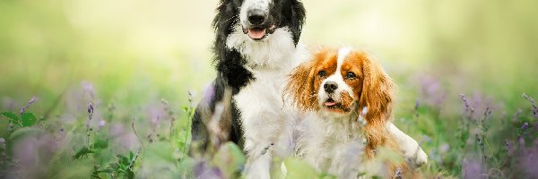 Psy, Cavalier king charles spaniel, Border collie, Dwa