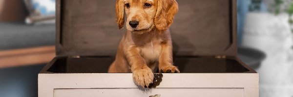 Szczeniak, Skrzynka, Cocker spaniel, Pies