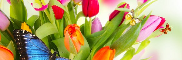 Kolorowe, Motyle, Tulipany, Kwiaty