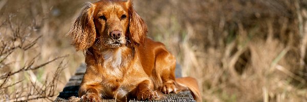 Deski, Working cocker spaniel, Pies