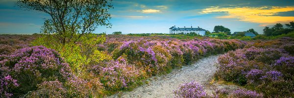 Anglia, Drzewo, Droga, Wrzosy, Wrzosowisko, Hrabstwo Suffolk, Dunwich