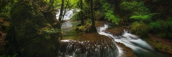 Las, Rzeka, Drzewa, Paprocie, Kaskada