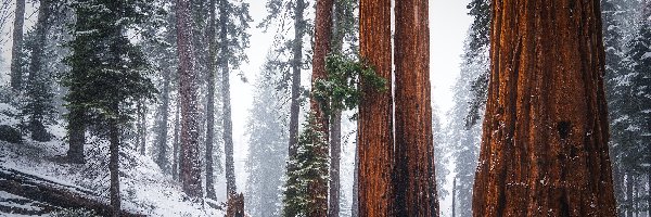 Stany Zjednoczone, Sekwoje, Zima, Drzewa, Las, Kalifornia, Park Narodowy Sekwoi