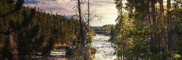 Stany Zjednoczone, Drzewa, Sosny, Yellowstone River, Rzeka, Wyoming, Park Narodowy Yellowstone