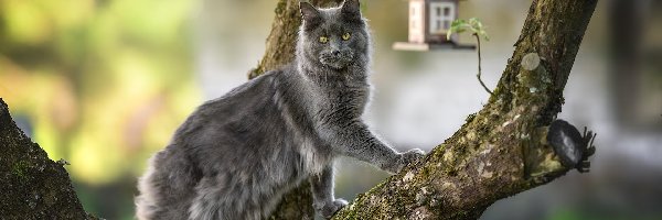 Kot, Drzewo, Maine coon, Szary