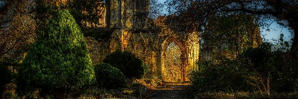 York, Drzewa, York Minster, Katedra, Mury, HDR, Anglia, Brama, North Yorkshire