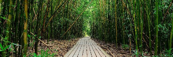 Park Narodowy Haleakala, Szlak Pipiwai, Bambusy, Drzewa, Las, Stany Zjednoczone, Hawaje, Droga, Maui