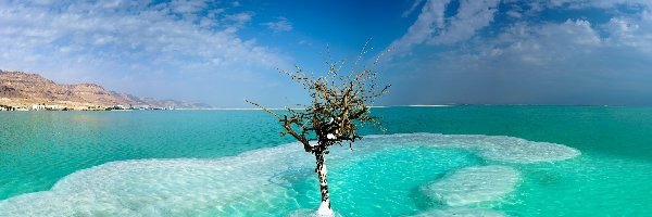 Morze Martwe, Niebo, Drzewko, Izrael
