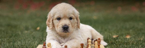 Golden retriever, Szachy, Szczeniak, Pies