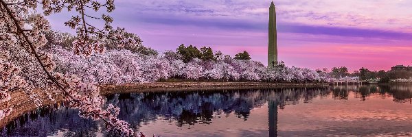 Obelisk, Zbiornik, Pomnik Waszyngtona, Tidal Basin, Stany Zjednoczone, Okwiecone, Wiosna, Waszyngton, Drzewa, Jezioro, Park National Mall