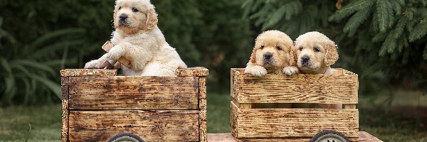 Trzy, Golden retriever, Szczeniaki, Pojazd, Drewniany