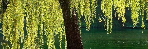 Rzeka, Wierzba, Drzewo