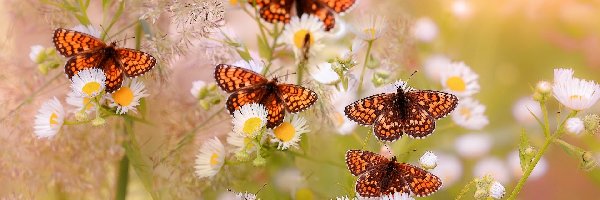 Przymiotno, Przeplatki atalia, Motyle, Kwiaty