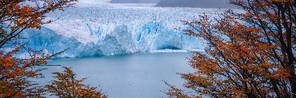 Argentyna, Lodowiec, Park Narodowy Los Glaciares, Drzewa, Perito Moreno