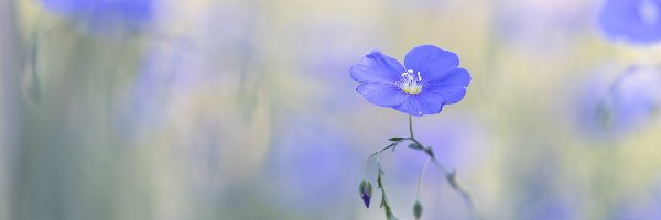 Len, Niebieski, Kwiat