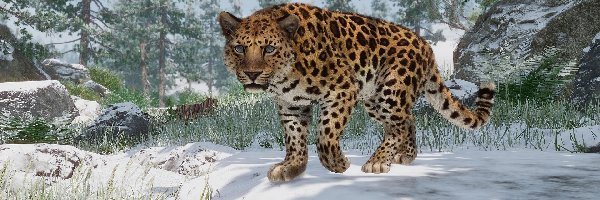 Planet Zoo, Gra, Lampart amurski