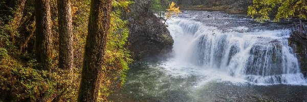 Lewis River, Drzewa, Stany Zjednoczone, Stan Waszyngton, Rzeka, Wodospad, Lower Lewis River Falls, Las