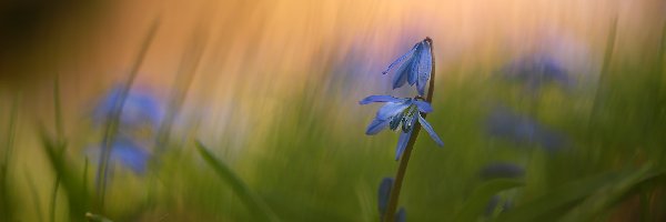 Cebulica syberyjska, Kwiat, Niebieski