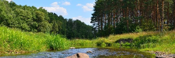 Rzeka, Zielona, Drzewa, Kamienie, Trawa