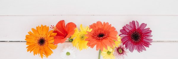 Kwiaty, Deski, Gerbery, Kolorowe