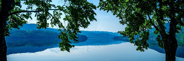 Jezioro Heddalsvatnet, Norwegia, Drzewa