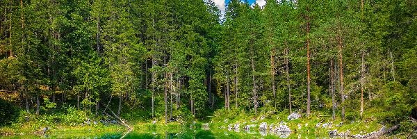 Drzewa, Eibsee Lake, Jezioro, Niemcy, Bawaria