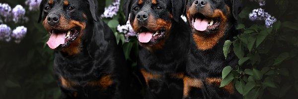 Rottweiler, Psy, Trzy